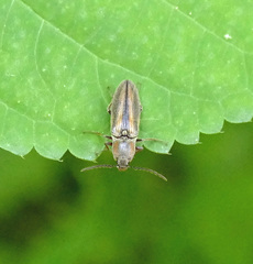 Tesolasomus trivittatus