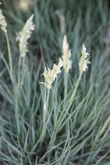Cynodonteae