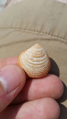 Isocrassina castanea