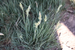 Cynodonteae