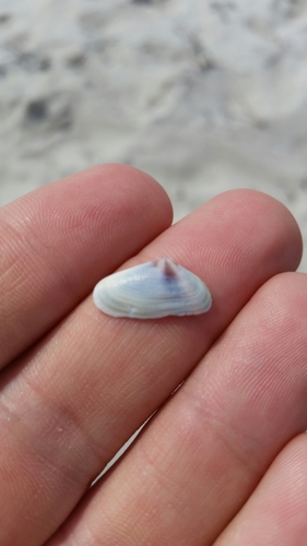 Donax fossor