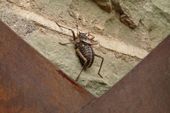 Acanthoplus discoidalis
