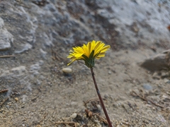 Taraxacum hybernum