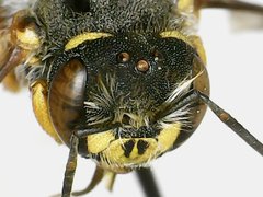 Anthidium oblongatum