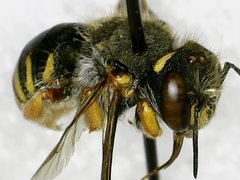 Anthidium oblongatum