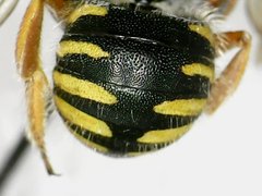 Anthidium oblongatum