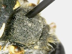 Anthidium oblongatum