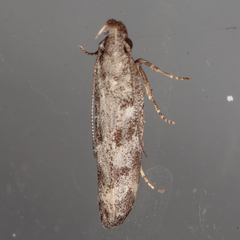 Dichomeris inversella