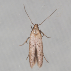Obithome punctiferella