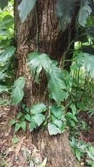 Monstera acuminata