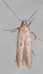 Obithome punctiferella