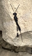 Gasteruption jaculator