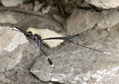 Gasteruption jaculator