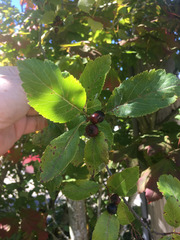 Crataegus gaylussacia