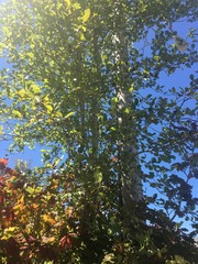 Crataegus gaylussacia