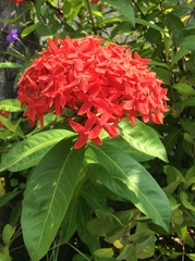 Ixora casei