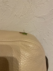 Conocephalus maculatus