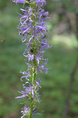 Asyneuma campanuloides