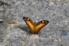 Vagrans sinha