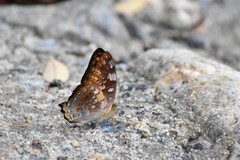 Vagrans sinha
