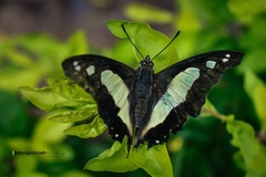 Polyura