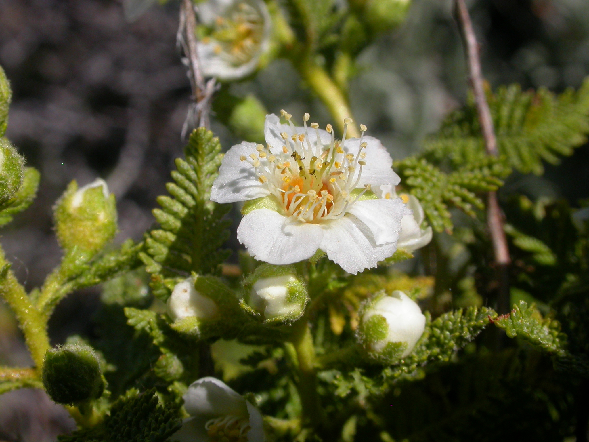 Chamaebatiaria