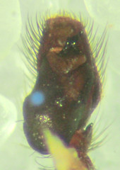 Pelegrina aeneola