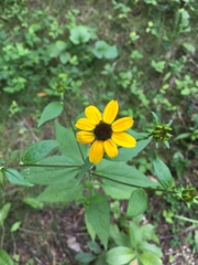 Rudbeckia