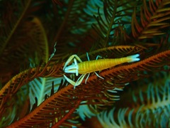 Laomenes amboinensis