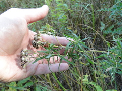 Achillea salicifolia