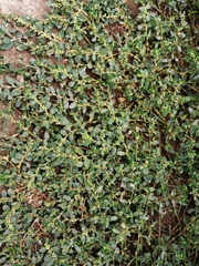 Polygonum aviculare