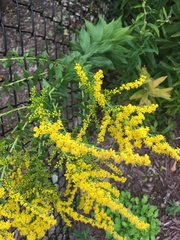 Solidago rugosa