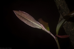 Diospyros pentamera