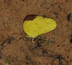 Eurema sari
