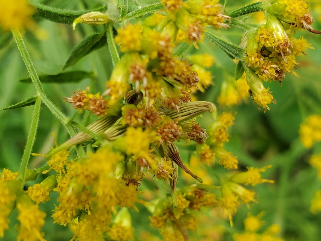 Goldentop Sessile Gall Midge