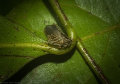 Cotylana angustifrons