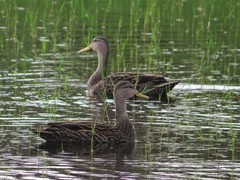 Anas fulvigula image