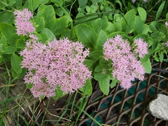 Hylotelephium spectabile