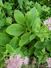 Hylotelephium spectabile