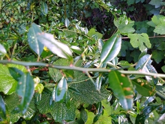 Prinsepia scandens