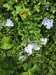 Plumbago auriculata