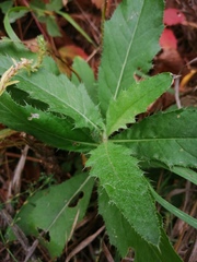 Cirsium