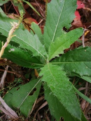 Cirsium