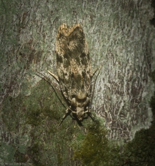 Barea nymphica