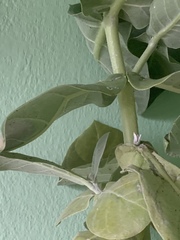 Calotropis procera