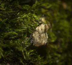 Brachyphyes thoracicus