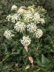 Angelica scabrida