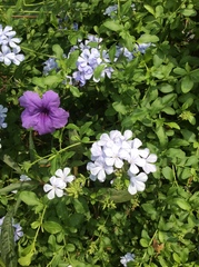 Plumbago auriculata