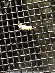 Cacopsylla annulata