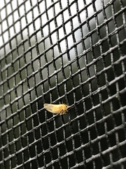 Cacopsylla annulata